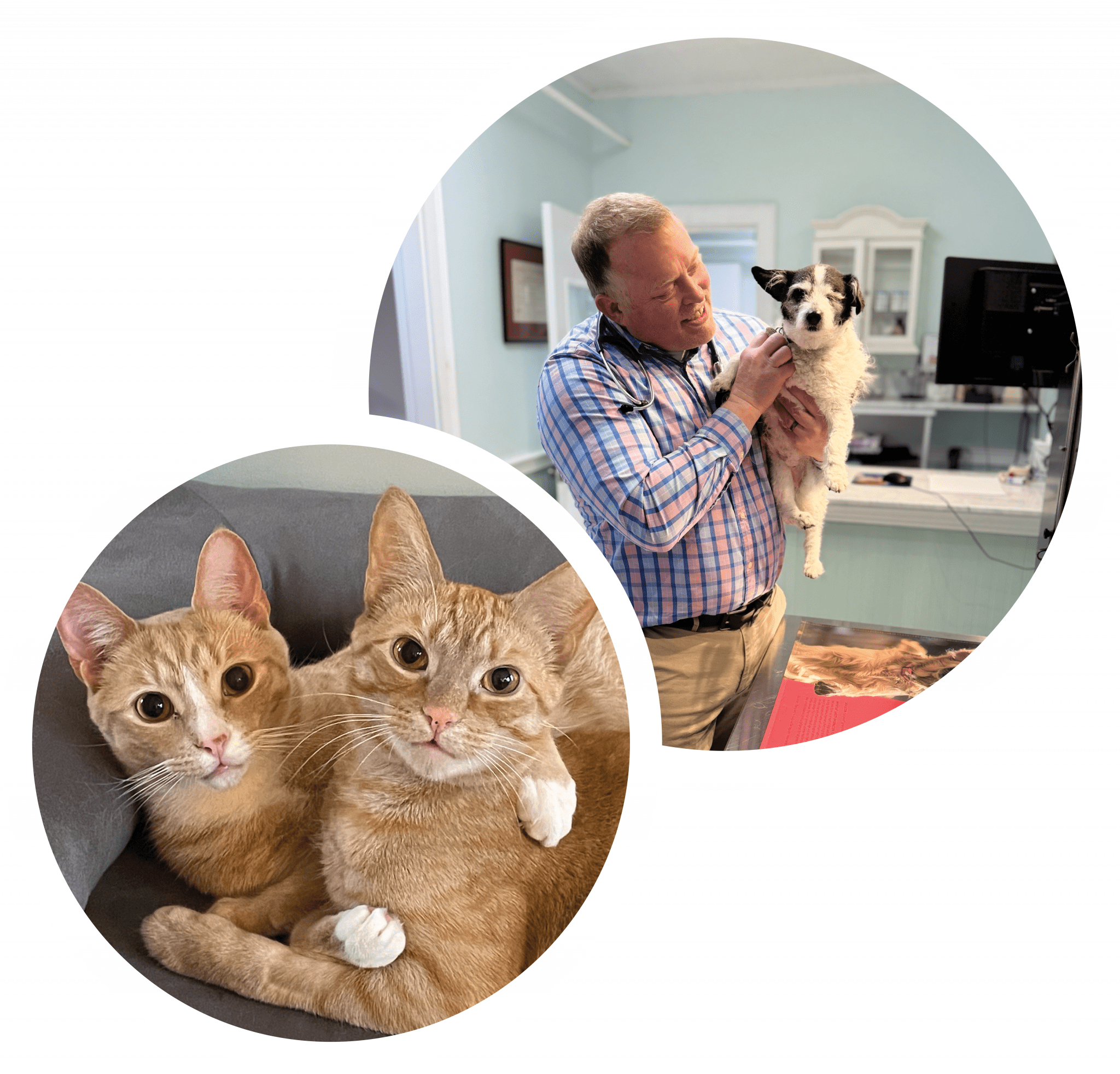 image collage of cats and doctor holding small dog