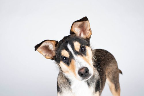 corgi mix puppy on a white background tilting her head