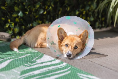 Pembroke Walsh corgi dog laying in the sun wearing e-collar after surgery