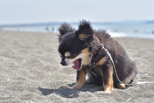 small dog on a leash on the beach while sneezing