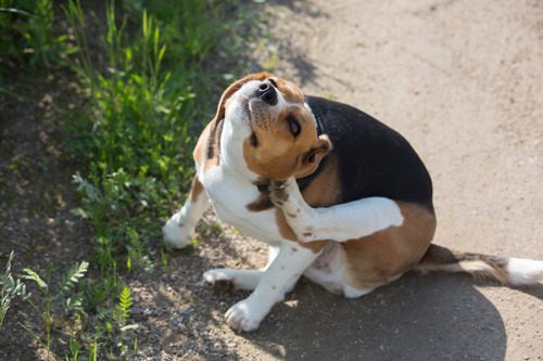beagle dog sitting on outdoor path scratching itself