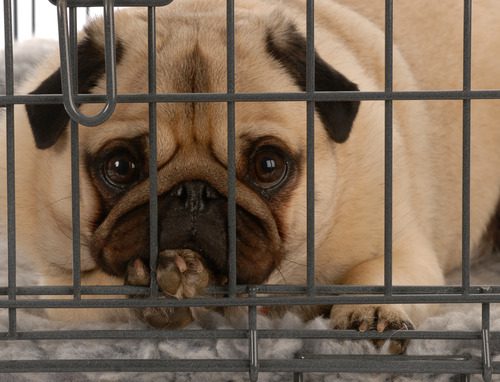 close up of pug dog laying in a crate