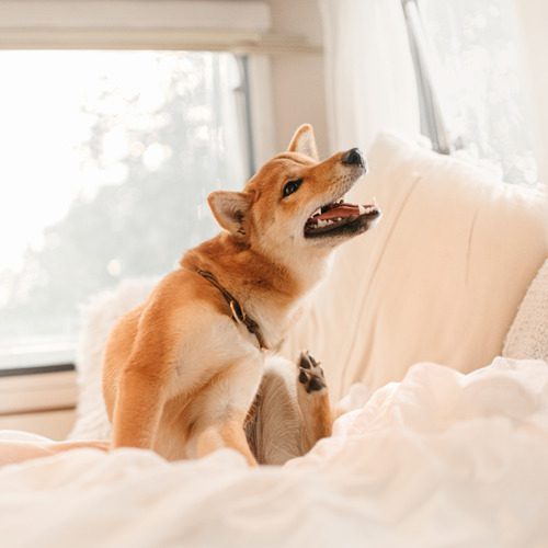 red shiba inu dog sitting on a bed while scratching itself indoors
