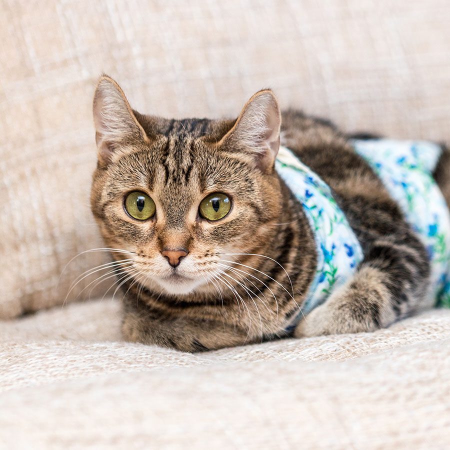 Cat Surgery Recovery striped cat wearing protective vest after surgery