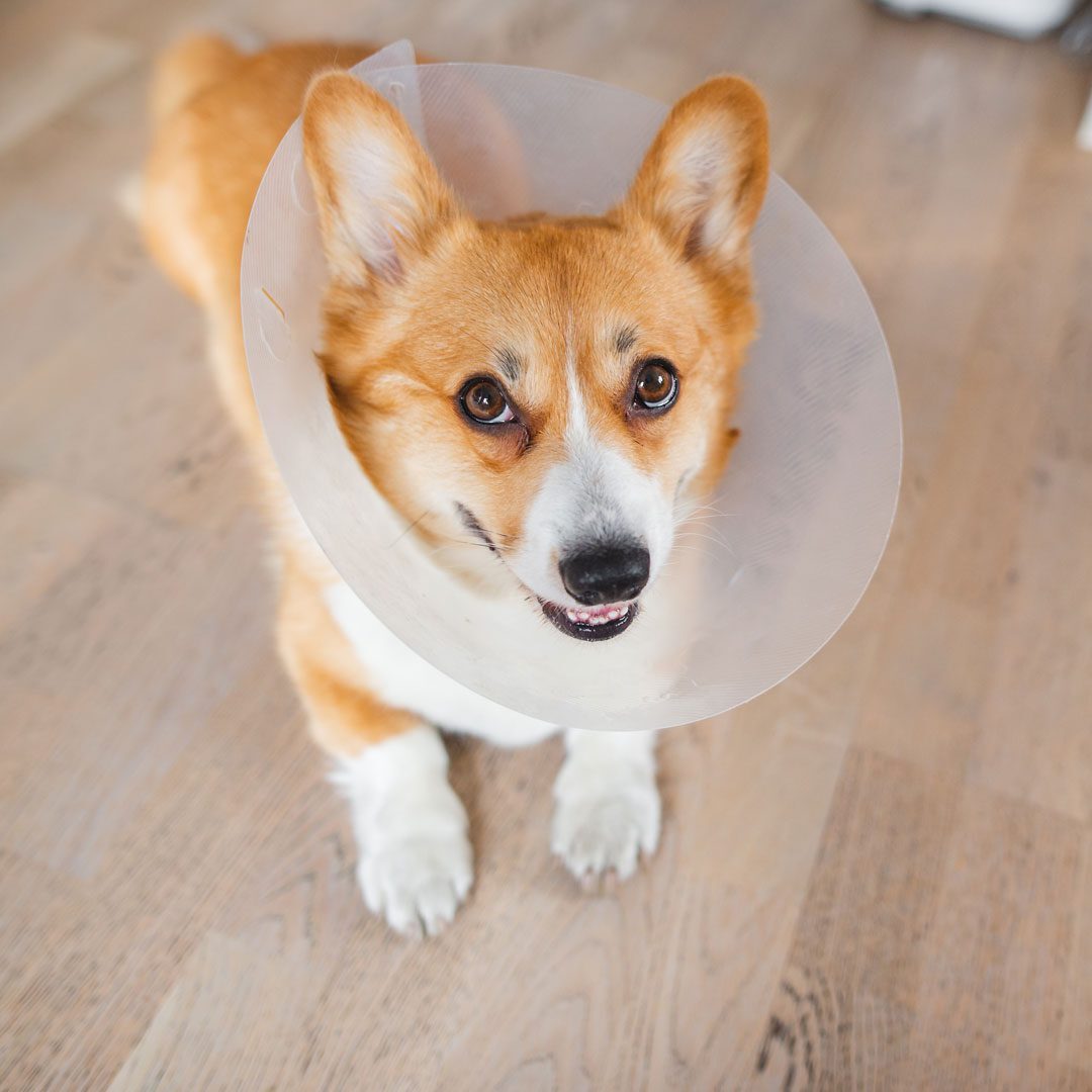 Corgi Wearing A Cone After Surgery