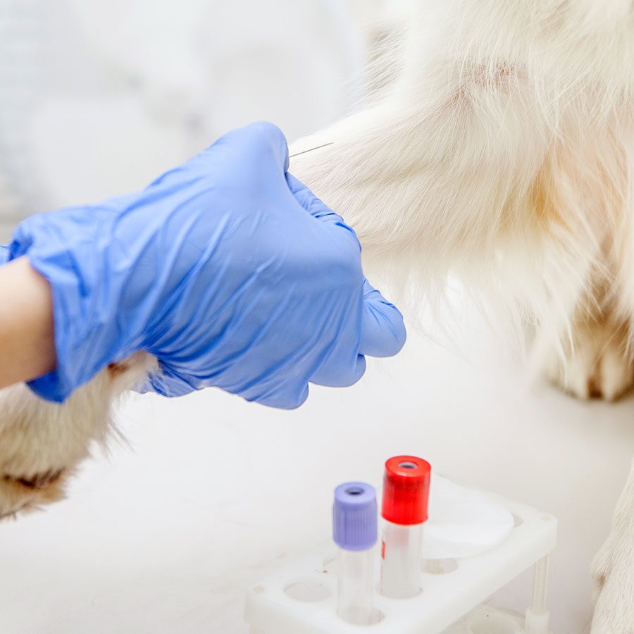 Dog Blood Draw veterinarian taking blood samples from white lab