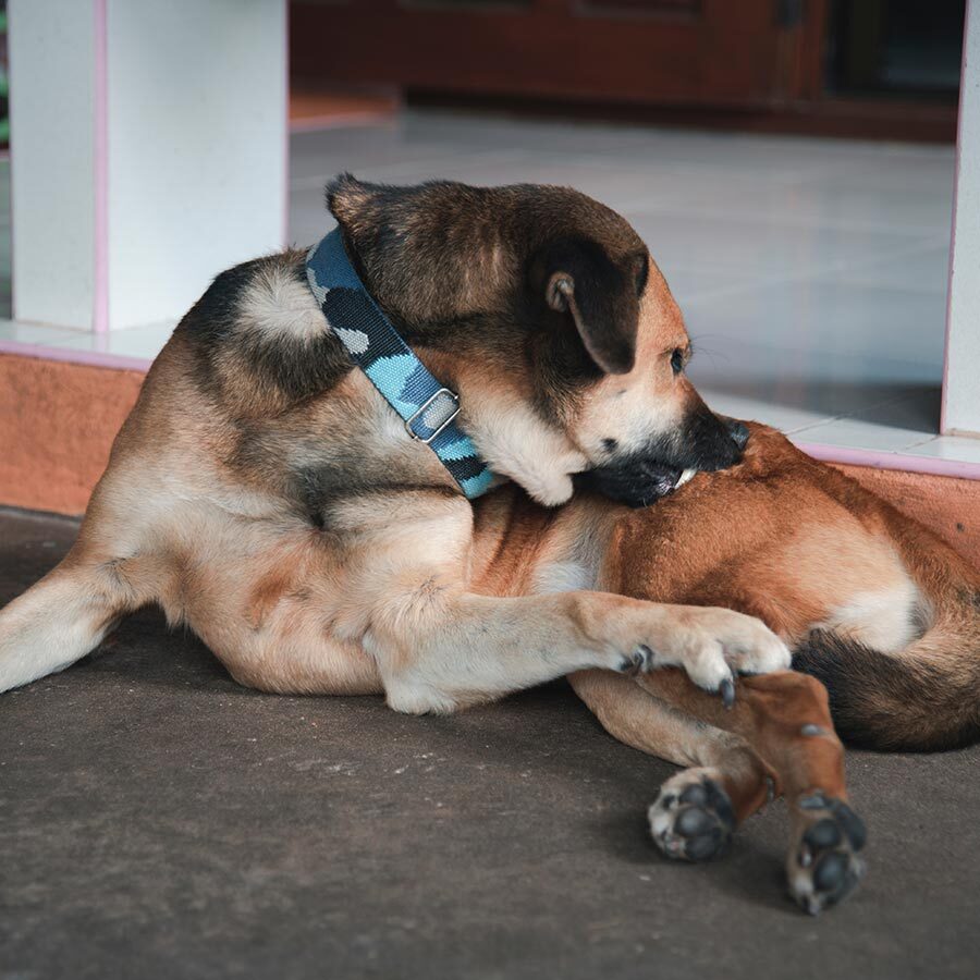 dog biting its back leg due to an itch