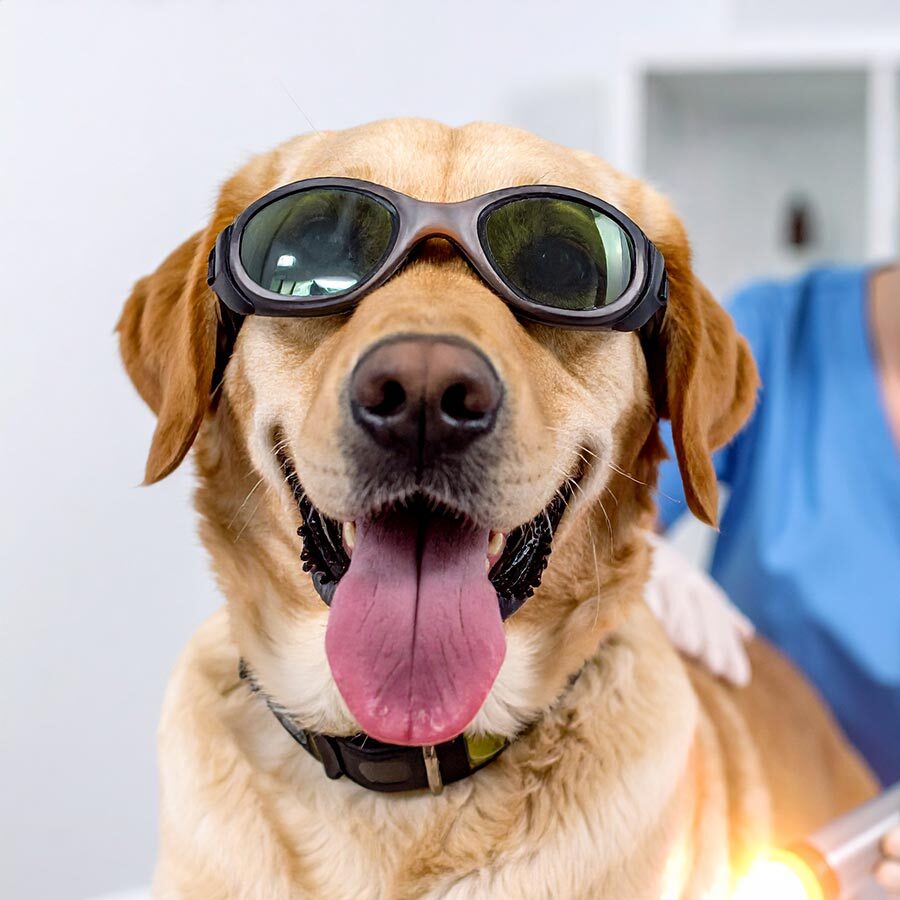 Dog Wearing Goggles labradoodle with its tongue hanging out and wearing laser therapy protection goggles
