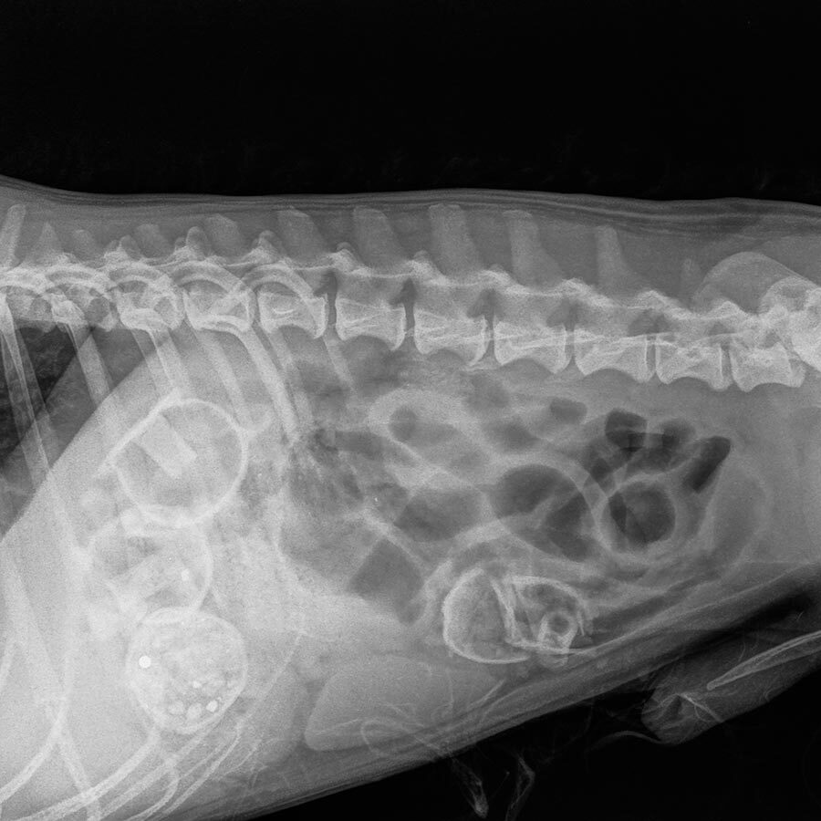 x-ray image of a dog's abdomen showing blockage in the intestines