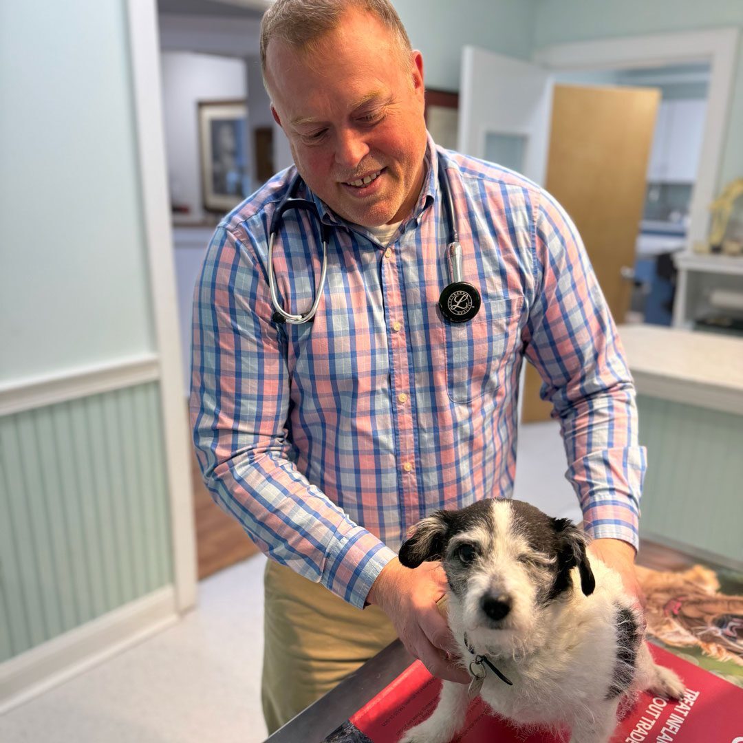Dr Teague Examining Black And White Dog
