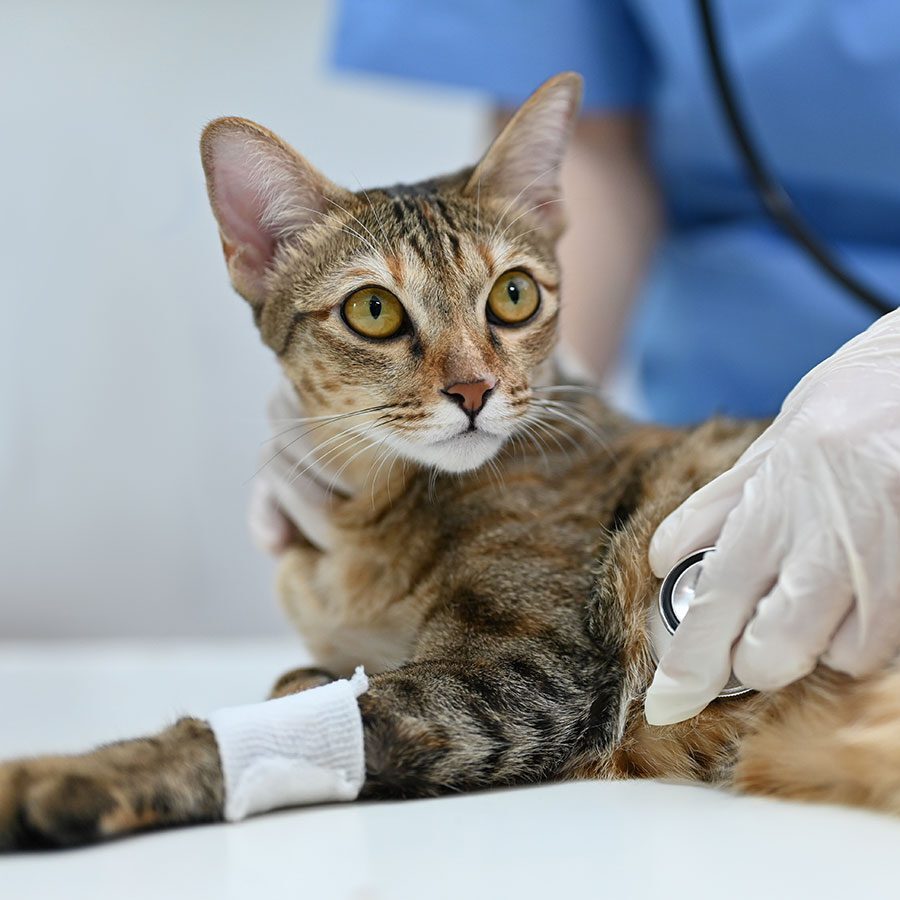 Injured Cat cat wearing a wrap around its leg gets its vitals checked by veterinarian