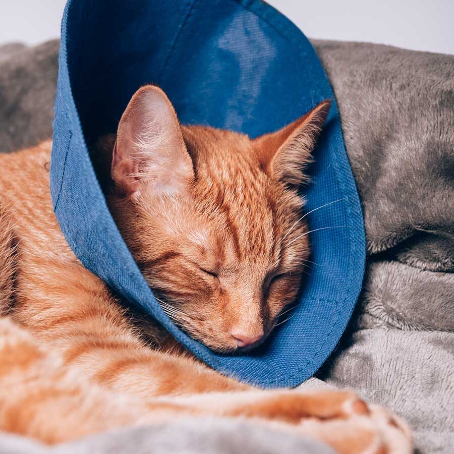 Orange Cat Wearing Collar orange cat wearing a soft blue collar and resting after surgery
