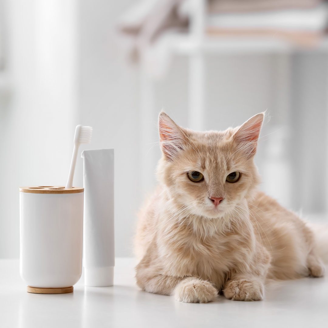 Orange Tabby Sitting Next To Tooth Brush Orange Tabby Sitting Next To Tooth Brush