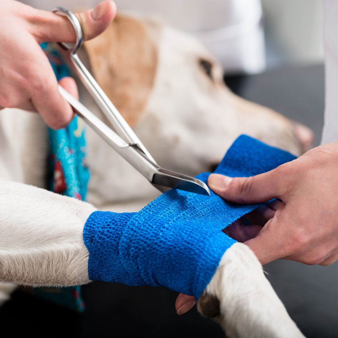Veterinarian Bandaging Dogs Leg