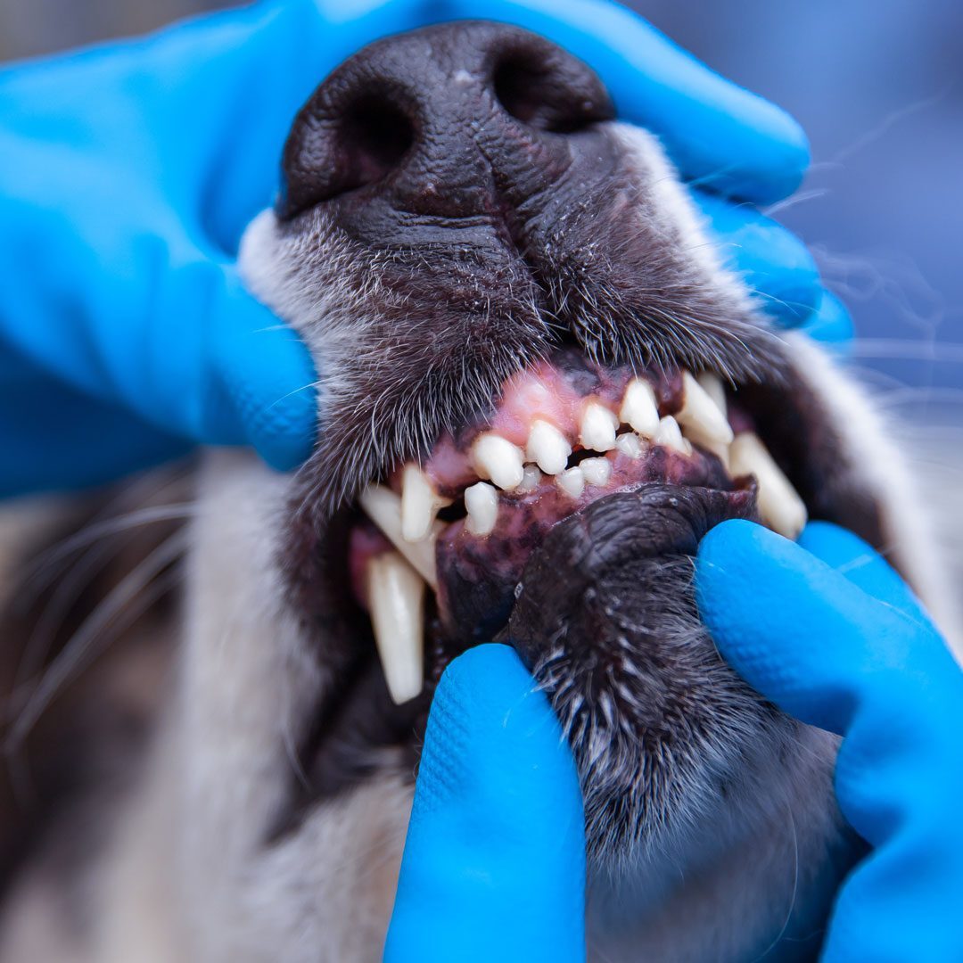 Veterinarian Inspecting Dogs Teeth